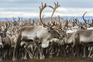 Vindelälven-Juhtatdahka Biosphere Reserve - Sweden, © UNESCO, Ola Jennersten, WWF